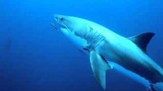 Fearless woman from Hawaii swims with sharks [upl. by Bremser742]