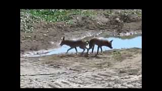 Mating Coyotes Become Stuck Litterally Inseparable [upl. by Anavi]