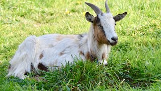 Debunking Goat Myths  Goats Will Keep My Grass Trimmed [upl. by Lerad]