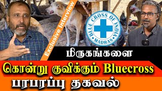 chennai blue cross kills puppies dogs and cats [upl. by Ditzel]