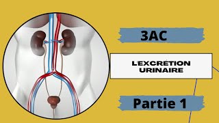 3AC chapitre 5 lexcrétion urinaire 🔻 partie 1 [upl. by Maite]