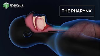 The Pharynx Anatomy and Function  Epiglottis  Larynx Examined [upl. by Marnie948]