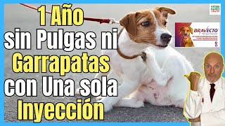 🔴¿COMO ELIMINAR PULGAS Y GARRAPATAS EN PERROS DURANTE UN AÑO CON UNA SOLA INYECCIÓN DE BRAVECTO🔴 [upl. by Akcir]