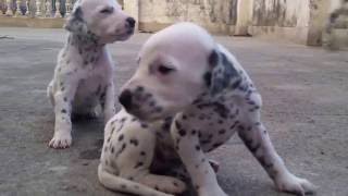 Cute dalmatian puppies [upl. by Dosi635]