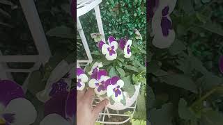 🎋 Pansy flower for beautiful spring । grow । propogate । care ।Gardening । colourful । easy 🌼 [upl. by Lesli265]