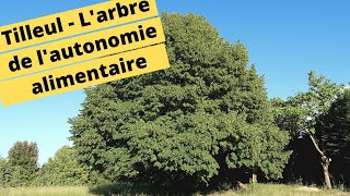 🌳😀TILLEUL  LARBRE DE LAUTONOMIE ALIMENTAIRE🌳😀 [upl. by Mathe595]