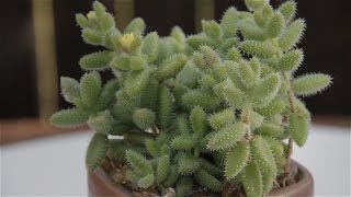 Delosperma echinatum quotPickle Plantquot [upl. by Millar]