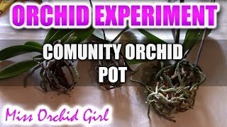 Orchid experiment  Community potting of 3 mini Phalaenopsis Orchids [upl. by Neelrahs]