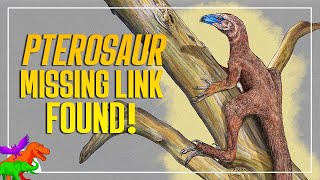 New Pterosaur Missing Link Found in Triassic Brazil  Venetoraptor [upl. by Dzoba677]