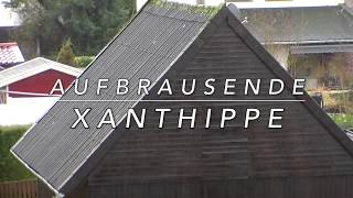 Nochn Orkan AUFBRAUSENDE XANTHIPPE [upl. by Arutek]