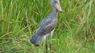 Murchison Falls National Park  Uganda [upl. by Hoj]