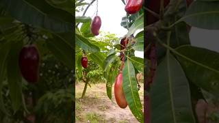 مانجو  mango  طعام غذاء فوائد صحي علاج fruitamazing [upl. by Kered]