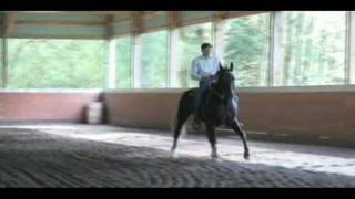 Gaited Horse Dressage Lateral cues in gait [upl. by Yddur]