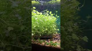 Bush Whacking for DidisFINDen aquarium plants foxiesfishes [upl. by Arawaj]