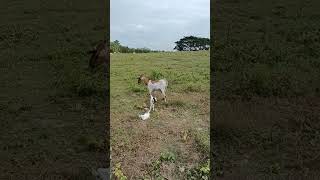 Baby goats cross anglo nubian buck and f1 boer doe Goat Farming Philippines TheWeekendFarmerPH [upl. by Gladis]