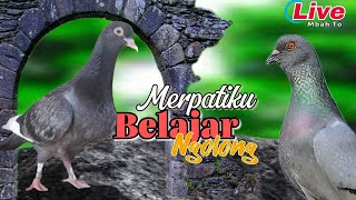 Live🔥Merpatiku belajar ngolong [upl. by Ruyam]