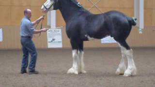 Black Clydesdale Prancing [upl. by Agrippina534]