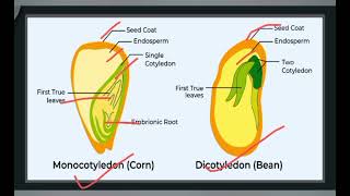 what is seed TYPES OF seed structure of seed and function of seeds [upl. by Hauger]