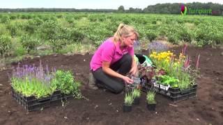 Handige tips en info voor het planten van vaste planten [upl. by Zelde]