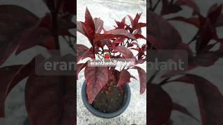 Eranthemum plant red maroon plant homegardening myhomegarden homegarden🪴💫🔥 [upl. by Egidio411]