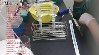 Midiprep step2Plasmid prep [upl. by Claudian]