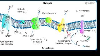 Oxidase Test [upl. by Nywroc]