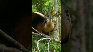 Hoatzin birds [upl. by Nnylyaj81]