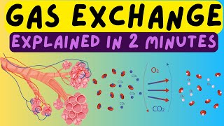 Biology Help The Respiratory System  Gas Exchange In The Alveoli Explained In 2 Minutes [upl. by Enel]