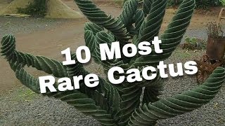 10 Most Rare Cactus [upl. by Fougere356]