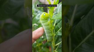 Oleander hawk moth stach by hand281 insects shorts [upl. by Marcus]