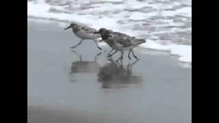 very crazy bird running from super strong waves with dubstep [upl. by Nimrac]