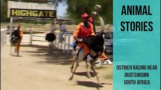 Ostrich Racing near Oudtshoorn South Africa [upl. by Adyol]