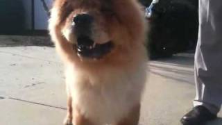 Chow chow dog grooming [upl. by Dlorej]