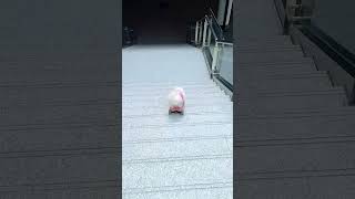 Unbelievable skateboarding skills of an adorable dog shorts [upl. by Ramedlav]