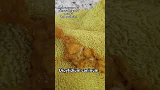 Dipylidium caninum o Tenia de perro 🐕 Parasitos Parasitologia microbiología [upl. by Viviana15]