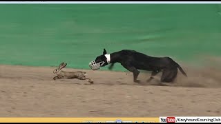 fast dogs chase smart hare [upl. by Learrsi]