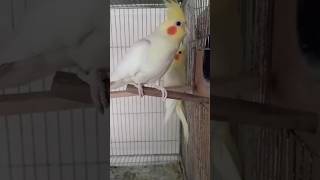 cockatiel egg laying symptomsbirdshelptips bird cockatiel youtubeshorts [upl. by Ailicec]