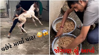 Vachere ko pehlii bar pakdaa🫶🐴😍 [upl. by Ttoille]