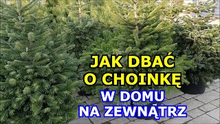 JAK Dbać o Choinki w Domu i na Zewnątrz Jak długo Choinka może być w Domu Zimowanie Choinek Uprawa [upl. by Lhadnek159]