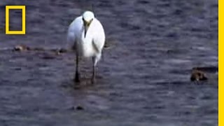 Octopus vs Bird  National Geographic [upl. by Nylrem]