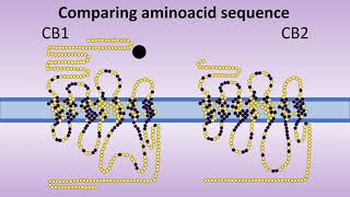 Cannabinoid receptors structure and comparison CB1 x CB2 [upl. by Eical455]