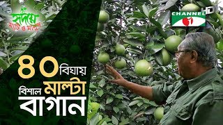 ৪০ বিঘায় বিশাল মাল্টা বাগান  Shykh Seraj  Channel i [upl. by Laurinda119]