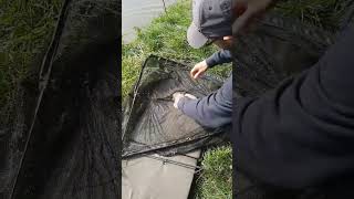 Day ticket fishery fish after fish carp fishery fishing carpfishing shorts fun fishinglife [upl. by Thirza18]