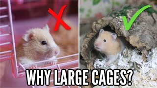 Why hamsters need LARGE cages [upl. by Eitsud]