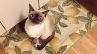 My tonkinese cat sounds like an alien [upl. by Pine92]