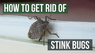 Effective way to Kill Stink Bugs See description [upl. by Margaretha]