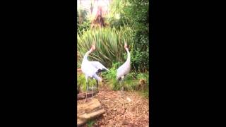 Brolga trumpeting [upl. by Chadabe505]