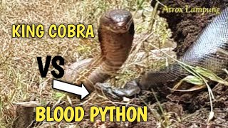 DETIK DETIK KING COBRA MENYERANG ULAR BLOOD PYTHON [upl. by Aicilegna958]