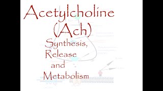 Acetylcholine Ach bio synthesis release and metabolism [upl. by Marozas]