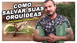 Como SALVAR suas ORQUÍDEAS utilizando Garrafa Pet [upl. by Arretak]